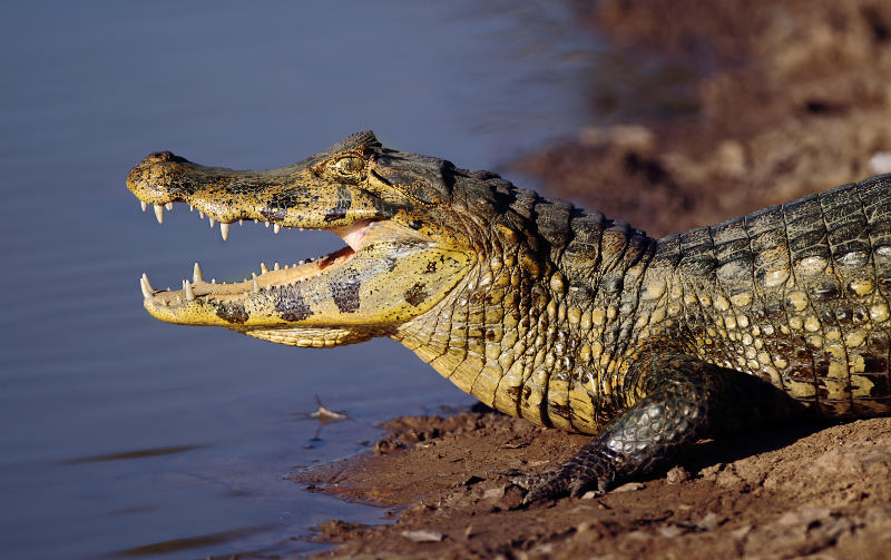 A typical Pantanal jacaré exhibiting black spots along the jaw. Photo: Shutterstock/Sue Green.