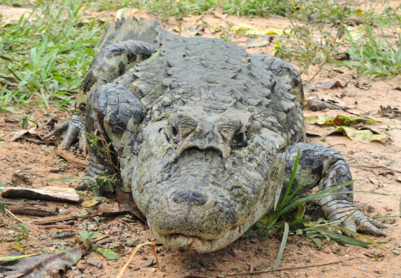 Jacaré-de-papo-amarelo, exhibiting its broader and rounder snout. Photo: Lauro Sirgado.