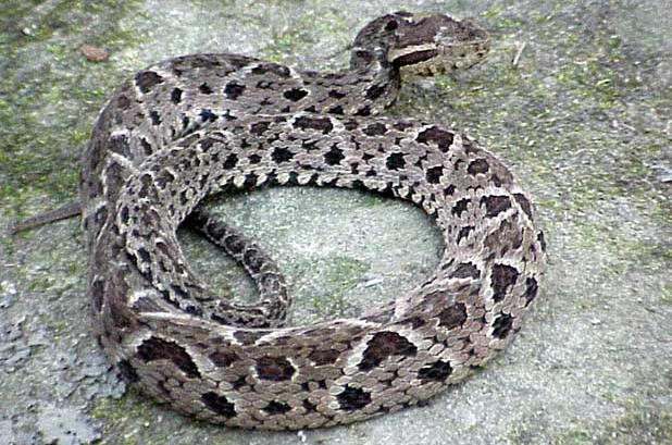 The Jararaçu (bothrops jararacussu) is another lancehead species found in the Pantanal. This species is slightly bigger, with adults reaching 1.5 metres. It has a lighter grey colour and more distinct patterning. Photo: Luis Roberto Francisco.