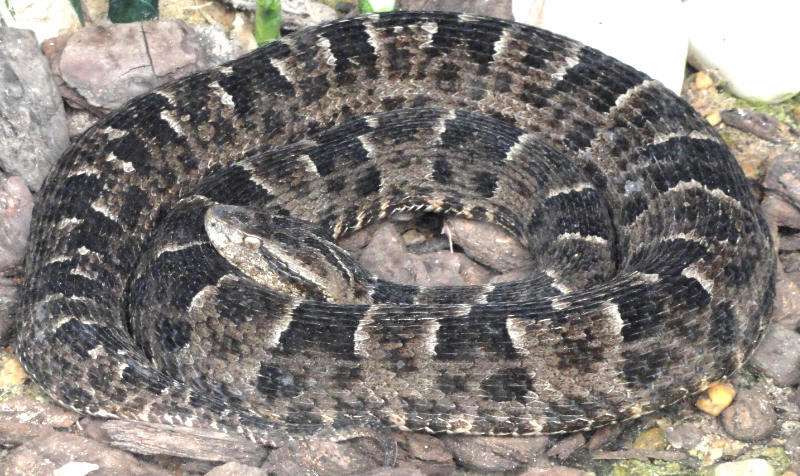 Jararaca-pintada (bothrops neudwiedi) is the species of lancehead most frequently encountered in the Pantanal. It