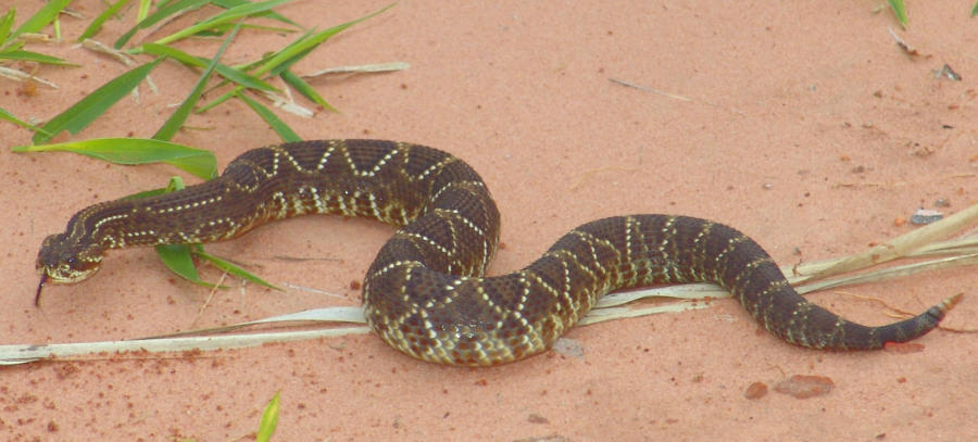 South American rattlesnake (cotalus durissus terrificus) displaying its thick stocky body and distinctive pattern. Photo: José Reynaldo da Fonseca.