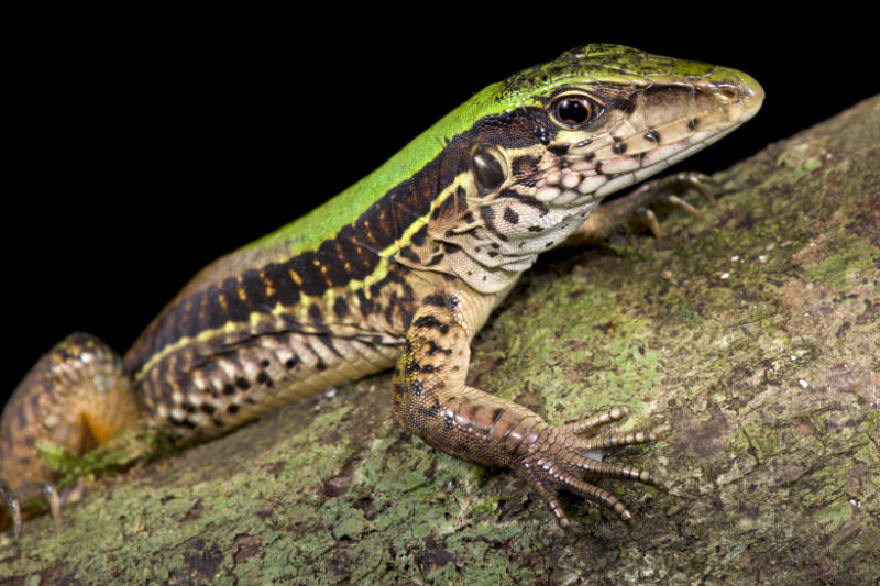 Giant Ameiva. Photo: Shutterstock/Reptiles4all.