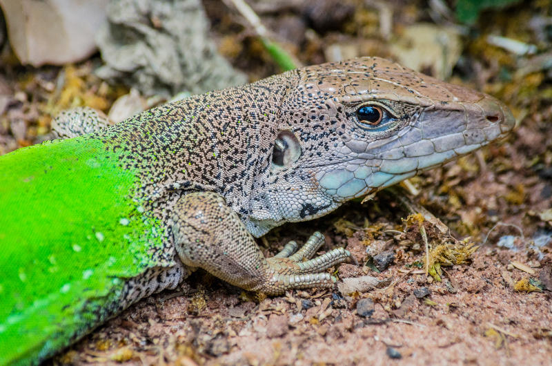 Giant Ameiva portrait. Photo: Shutterstock/Rafael Martos Martin.