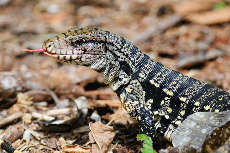 A Black and White Tegu (Tupinambis merianae), also known as the the Argentine Tegu. This is the biggest Tegu species reaching up to 140 cm in length. Photo: Shutterstock/Rich Lindie.