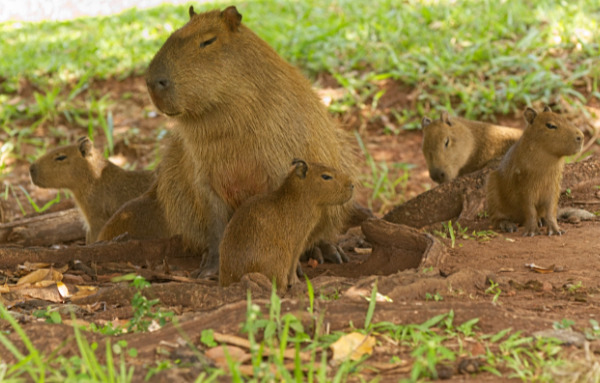 Parque das Nações Indígenas includes capybara which can be found grazing and resting around the small lake.