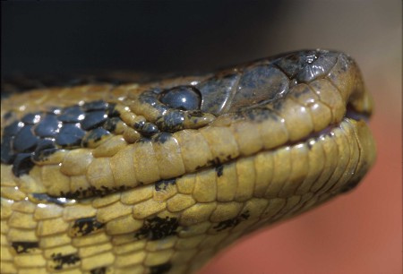 Green anaconda snake found in the Pantanal