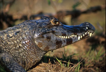Jacaré caiman resting on a riverbank in the Pantanal