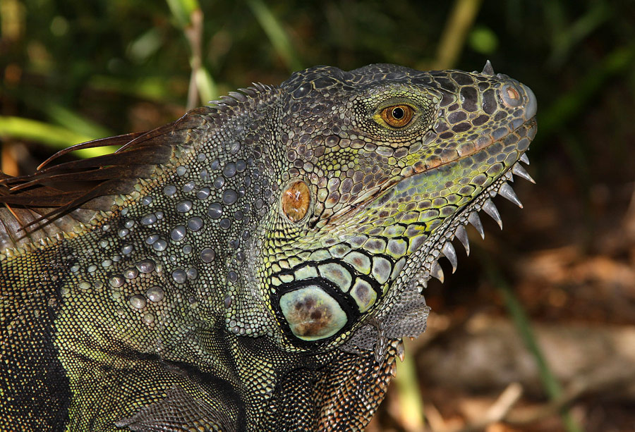 Pantanal Escapes - Green Iguana