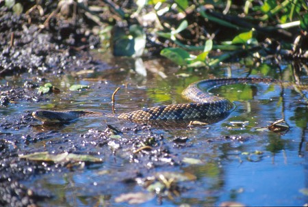 False water cobra winding its way through the Pantanal wetlands.